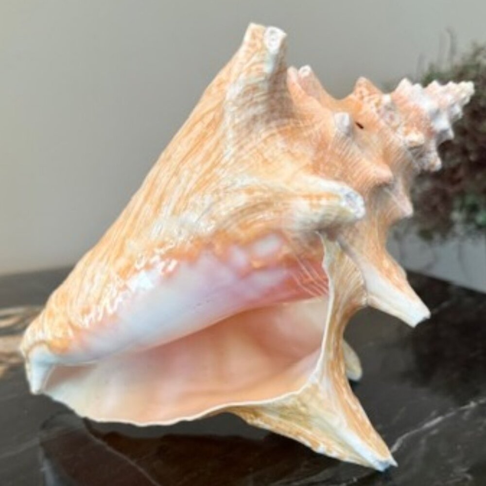 Caribbean Queen Conch SEA Shell 10”L x 6.5”h Authentic Real CLEAN